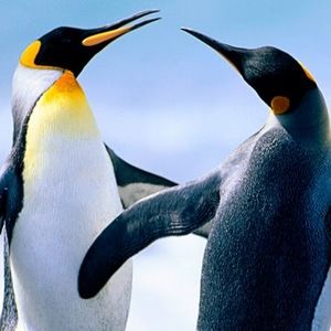 Meet your Posher, Elham